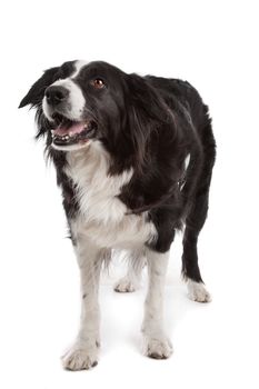 border collie sheepdog in front of a white background