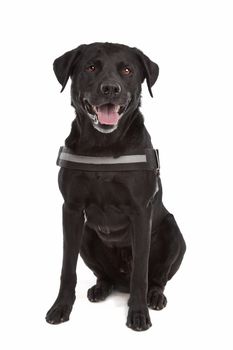 mix breed dog, Labrador, Rottweiler, in front of white background