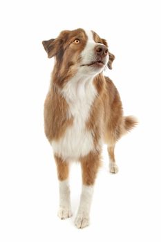 Australian Shepherd in front of a white background