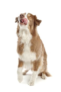 Australian Shepherd in front of a white background