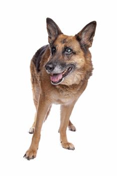 Old and blind German shepherd in front of a white background