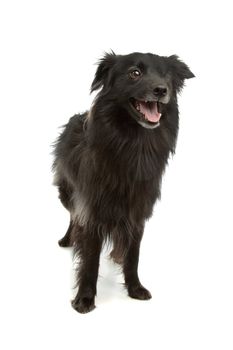 black Pyrenean Shepherd in front of a white background