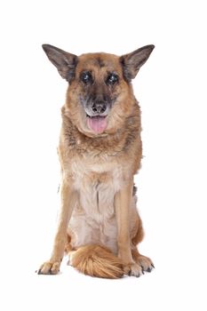 Old and blind German shepherd in front of a white background