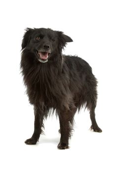 black Pyrenean Shepherd in front of a white background