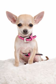 chihuahua dog in front of a white background