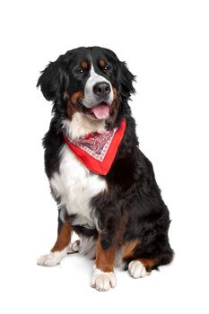 Bernese Mountain Dog in front of a white background