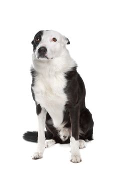 border collie in front of a white background