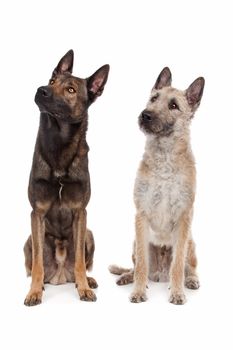 two Belgian shepherd dogs in front of a white background