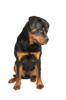 Rottweiler in front of a white background