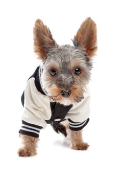 Yorkshire Terrier dressed in jacket in front of a white background