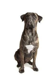 Cane Corso dog in front of a white background