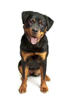 Rottweiler in front of a white background