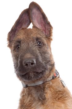 Belgian Shepherd Dog (Laekenois) in front of a white background