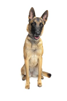 Belgian Shepherd Dog in front of a white background