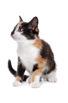 Little kitten in front of a white background