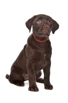 Chocolate Labrador puppy in front of a white background