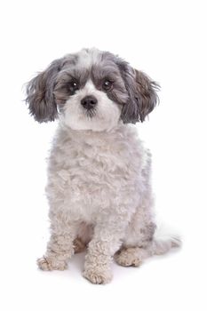 mixed breed dog in front of a white background