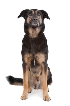 mixed breed shepherd dog in front of a white background.