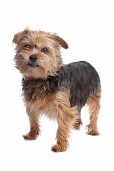 Yorkshire terrier in front of a white background