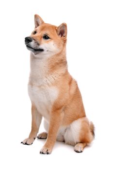 Japanese Shiba Inu dog