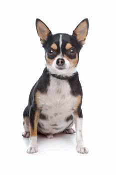 short-haired tricolor Chihuahua in front of a white background