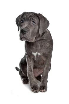 Cane Corso dog in front of a white background