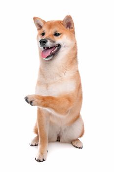 Japanese Shiba Inu dog