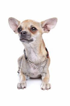 chihuahua dog in front of a white background