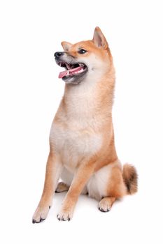 Japanese Shiba Inu dog