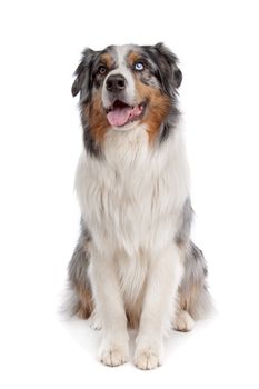 Australian Shepherd in front of a white background