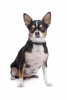 short-haired tricolor Chihuahua in front of a white background