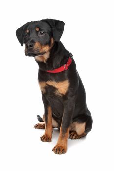 Rottweiler puppy in front of a white background