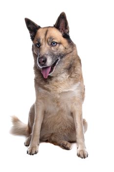 mixed breed dog of a husky and a Belgian shepherd dog in front of a white background