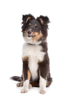 shetland sheepdog in front of a white background