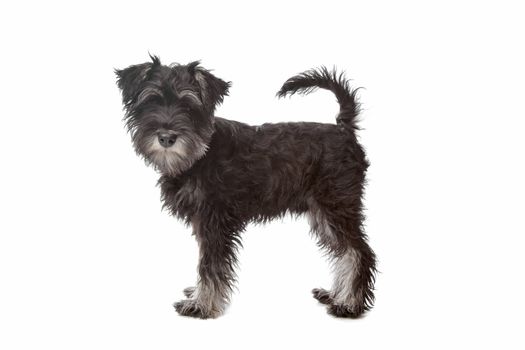 Miniature Schnauzer in front of a white background