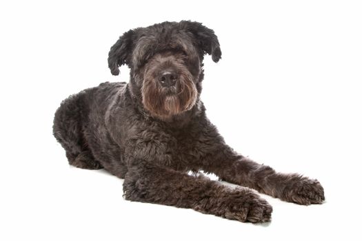 Bouvier des Flandres in front of a white background