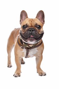 French Bulldog in front of a white background