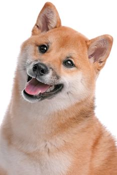 Japanese Shiba Inu dog