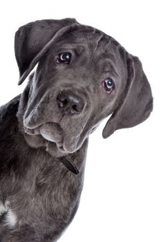 Cane Corso dog in front of a white background