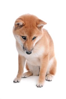 Japanese Shiba Inu dog