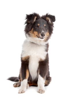 shetland sheepdog in front of a white background
