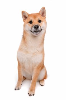 Japanese Shiba Inu dog