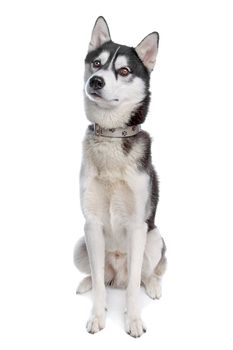 Siberian Husky in front of a white background