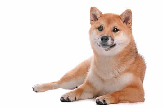 Japanese Shiba Inu dog