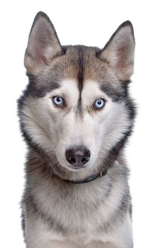 Siberian Husky in front of a white background