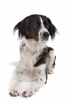 Stabyhoun in front of a white background