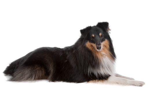 shetland sheepdog in front of a white background