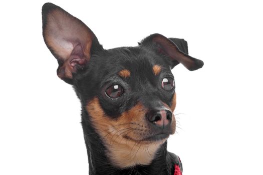 short-haired tricolor Chihuahua in front of a white background