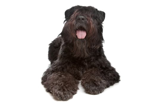 Bouvier des Flandres in front of a white background