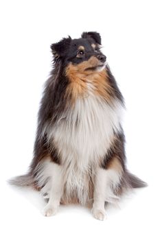 shetland sheepdog in front of a white background